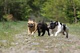 BOULEDOGUE FRANCAIS 423